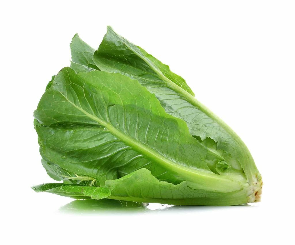 cos-lettuce-on-white-background