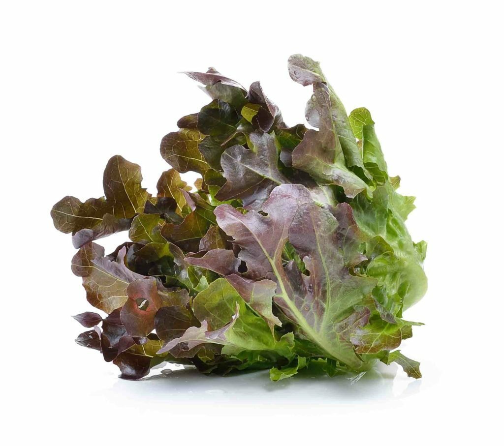 lettuce-on-over-white-background